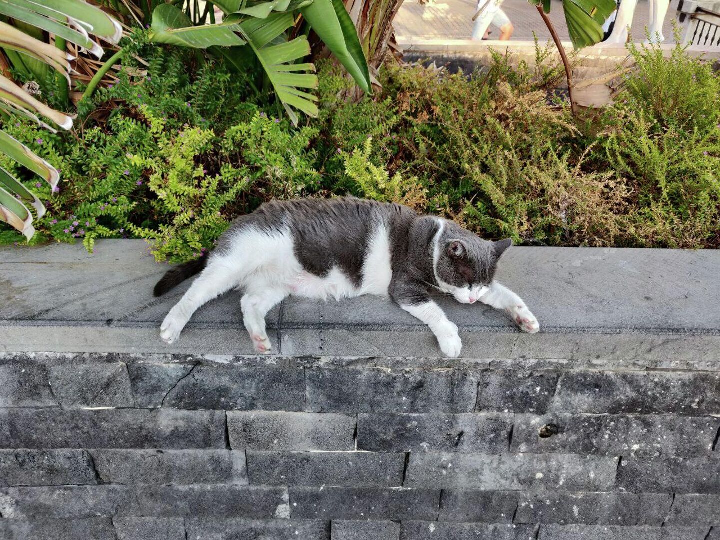 Кот на улице Мармариса