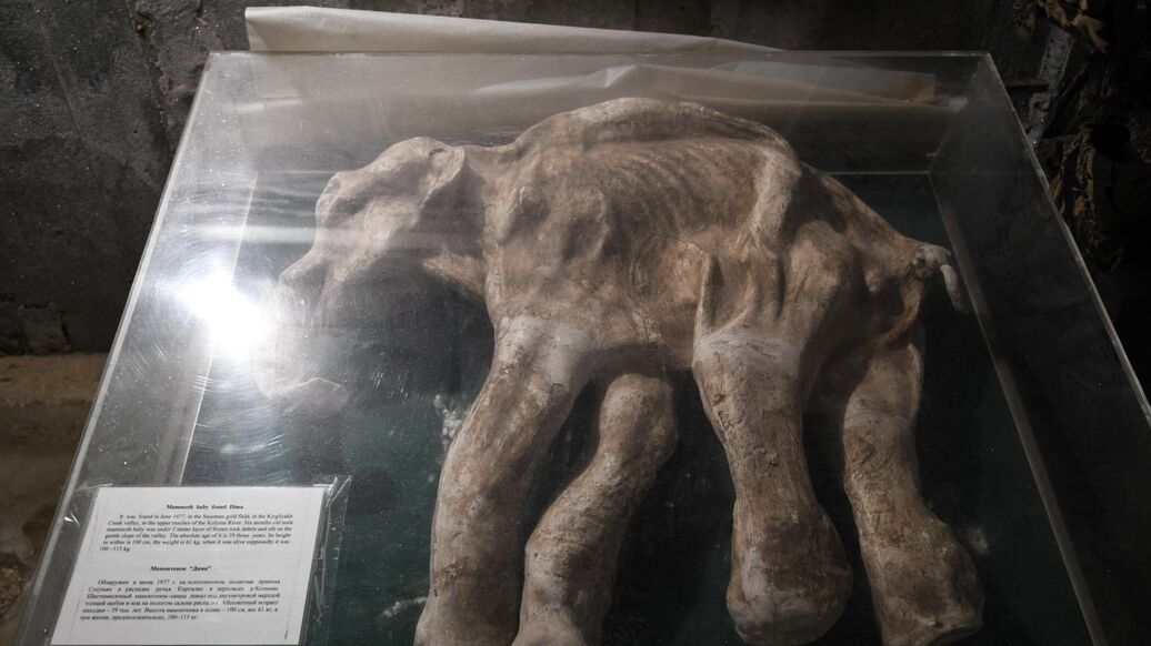 Тушу мамонта уникальной сохранности обнаружили в Якутии