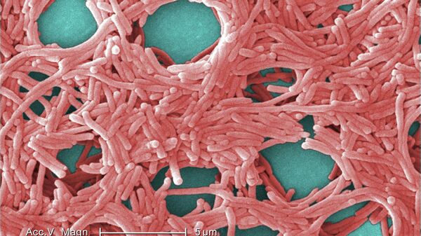 Бактерия Legionella pneumophila под электронным микроскопом