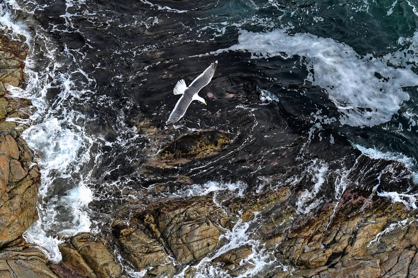 Чайка кружит над побережьем Охотского моря Чайка кружит над побережьем Охотского моря
