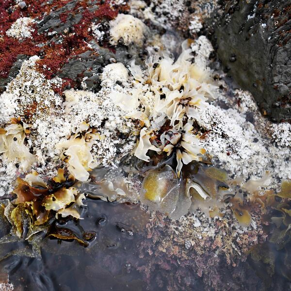 Морские водоросли в Японском море Морские водоросли в Японском море