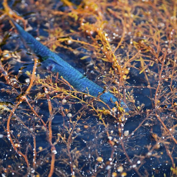 Водный мир Охотского моря Водный мир Охотского моря
