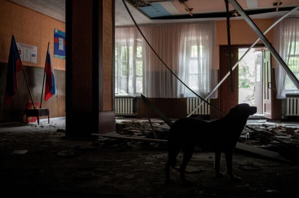 Собака в здании ГОУ СПО Перевальский колледж, частично разрушенного в результате обстрела ВСУ города Перевальск