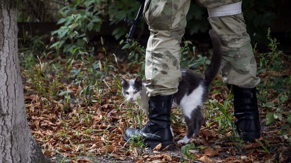 Бездомный кот возле ног солдата ВС РФ 