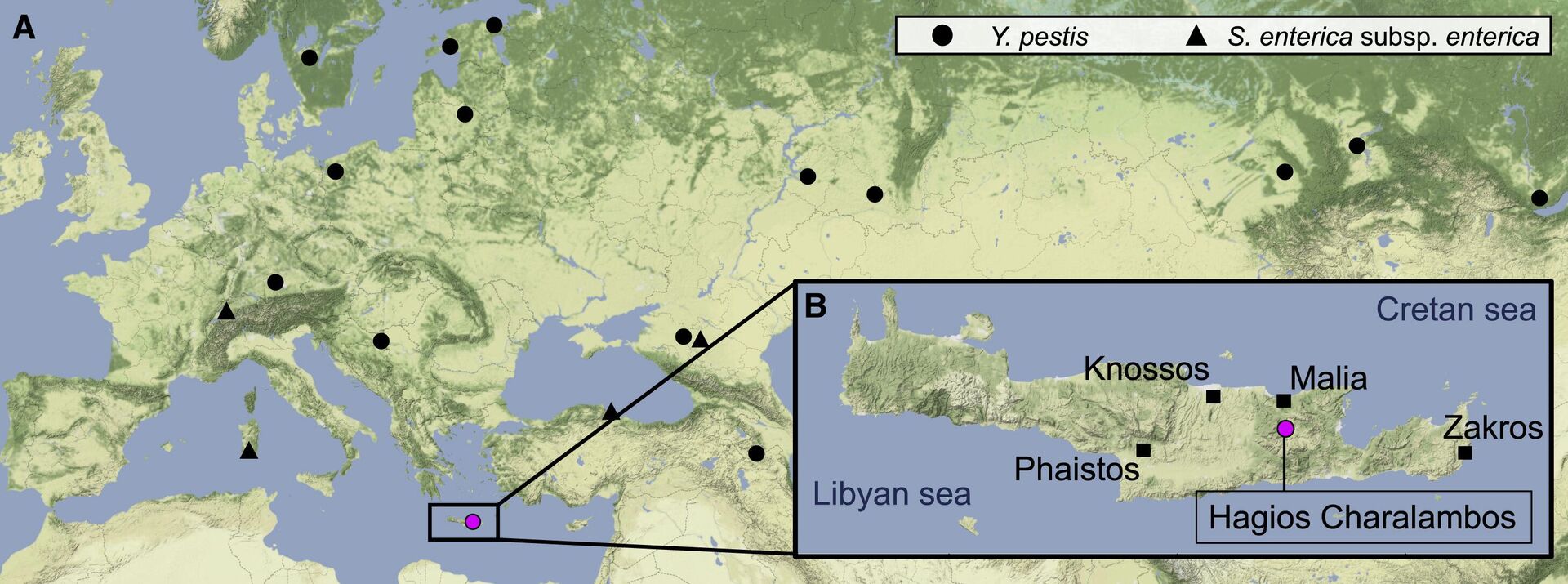 Карта Евразии с указанием генетически доказанных находок Yersinia pestis (кружки) и Salmonella enterica (треугольники), относящиеся по времени к позднему неолиту и раннему бронзовому веку. Местоположение пещеры Агиос Хараламбос на Крите отмечено сиреневым - РИА Новости, 1920, 15.09.2022