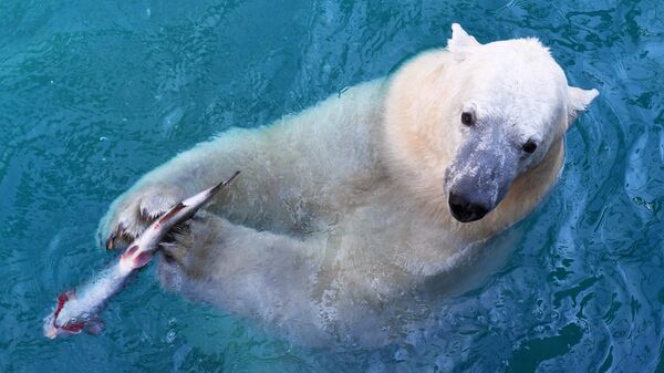 Белый медвежонок в красноярском парке флоры и фауны Роев ручей
