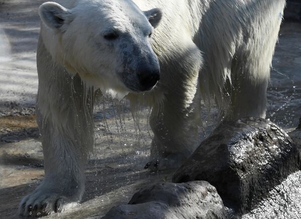 Полуторагодовалый белый медведь по кличке Ермак в Парке флоры и фауны Роев ручей в Красноярске