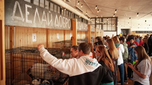 Фестиваль-выставка животных из приютов в Ростове-на-Дону