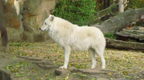 Арктический волк (Canis lupus arctos) в зоопарке Берлина