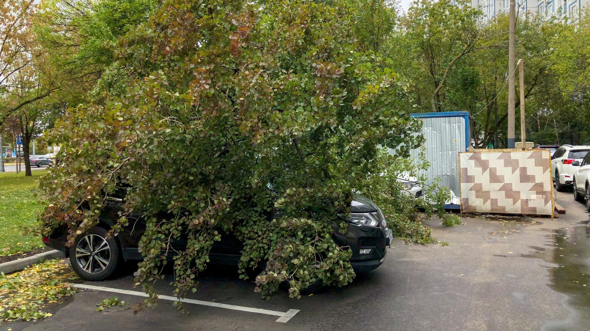 Последствия падения дерева на автомобили во дворе д. 122 на Варшавском шоссе - РИА Новости, 1920, 20.09.2022