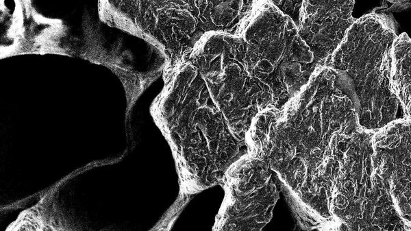 Фотография микроструктуры мясного сырья, полученные методом растровой электронной микроскопии