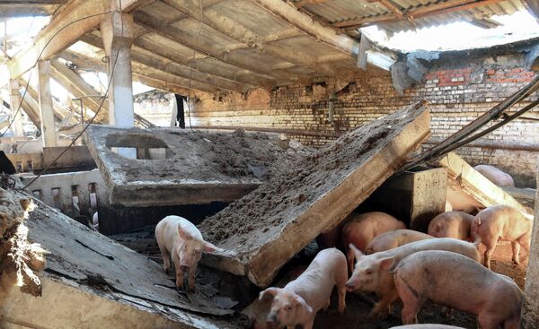 Животные на территории фермы, где были разрушены свинарники вследствие обстрелов поселка городского типа Пришиб Михайловского района