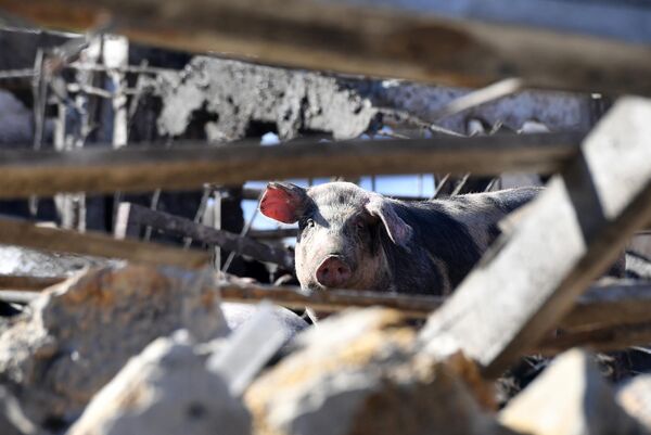 Свинья на территории фермы, где были разрушены свинарники вследствие обстрелов поселка городского типа Пришиб Михайловского района