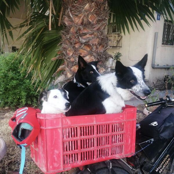 Собаки на одной из улиц Тель-Авива