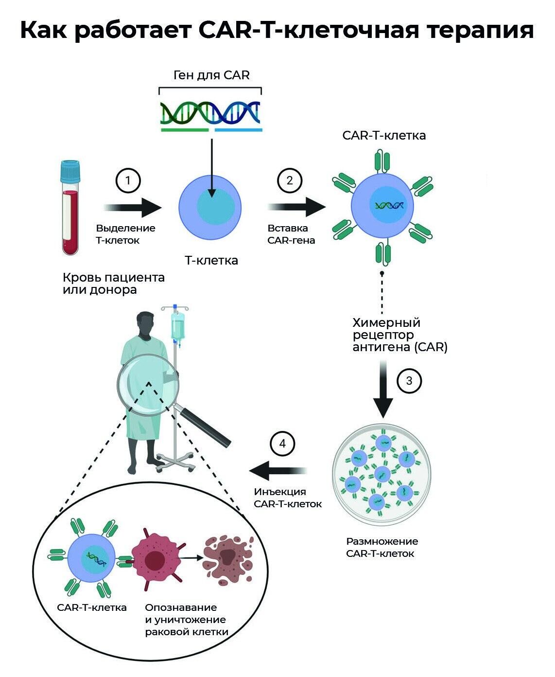 CAR-T-клеточная терапия - РИА Новости, 1920, 22.09.2022