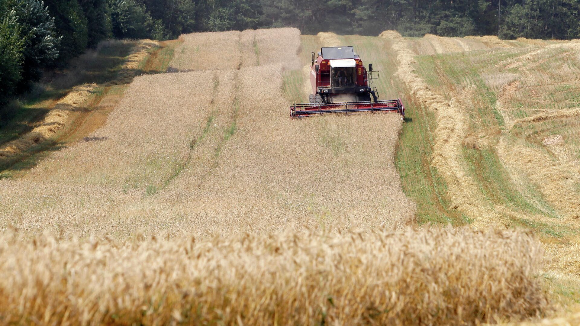 Harvesting grain in the Grodno region.  - RIA Novosti, 1920, 09/24/2022