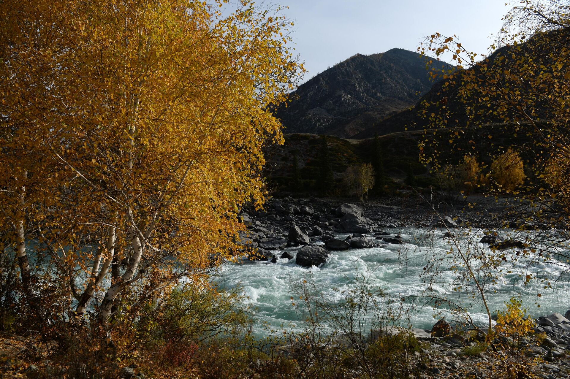 Река Катунь в Республике Алтай - РИА Новости, 1920, 13.09.2023