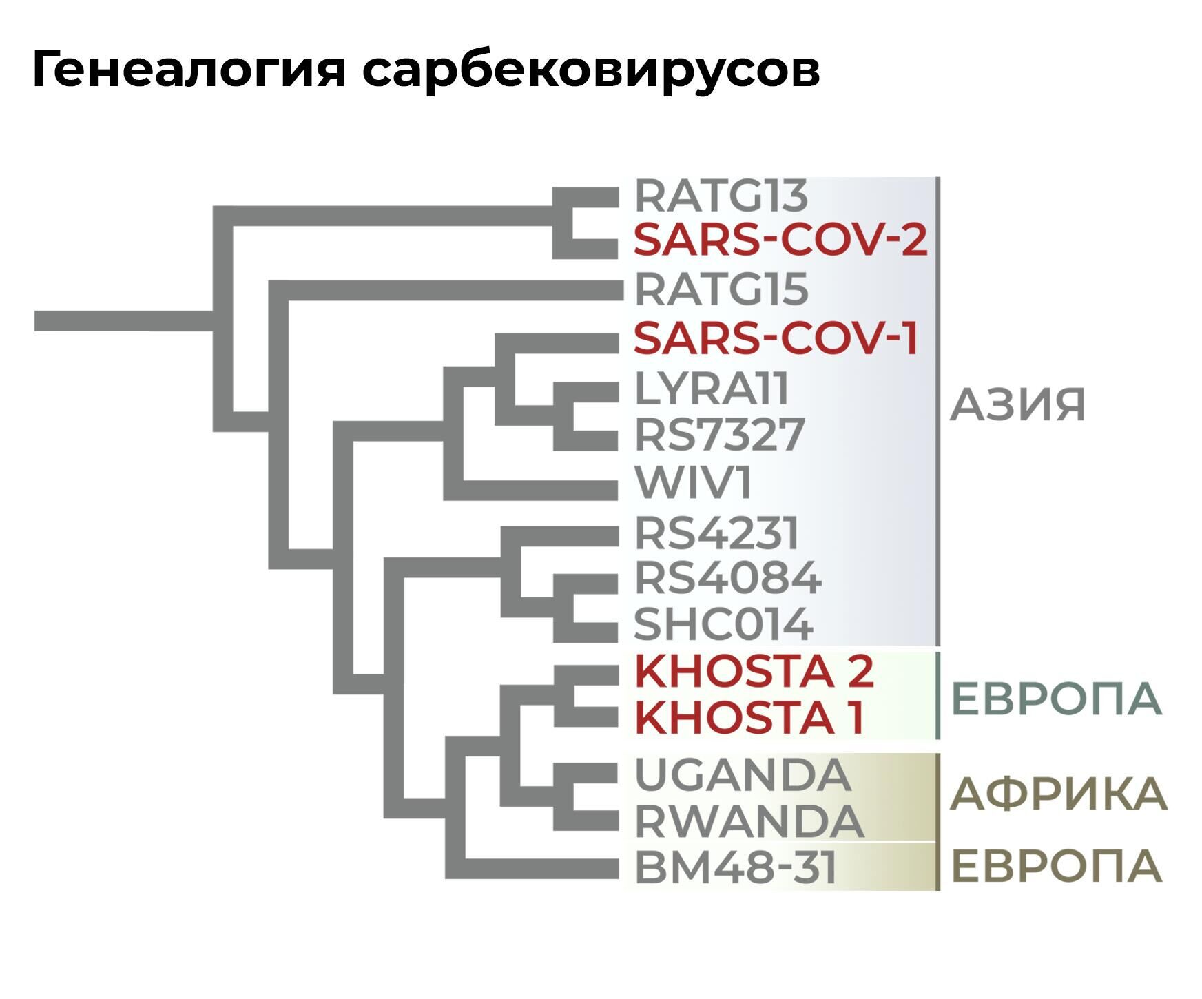 Генеалогия сарбековирусов - РИА Новости, 1920, 29.09.2022