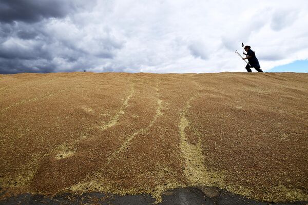 Сотрудница измеряет влажность зерна на току в Новосибирской области
