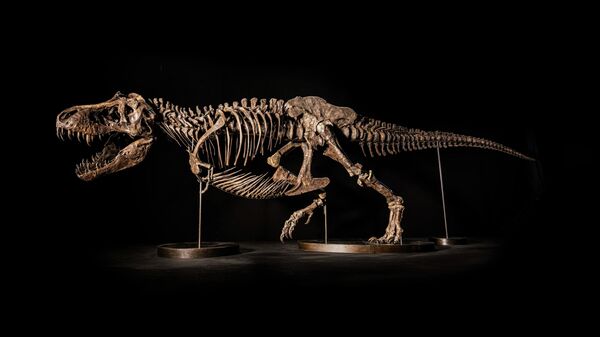 Окаменевший скелет динозавра (тираннозавр по прозвищу Шен), выставленный на аукционе Christie’s