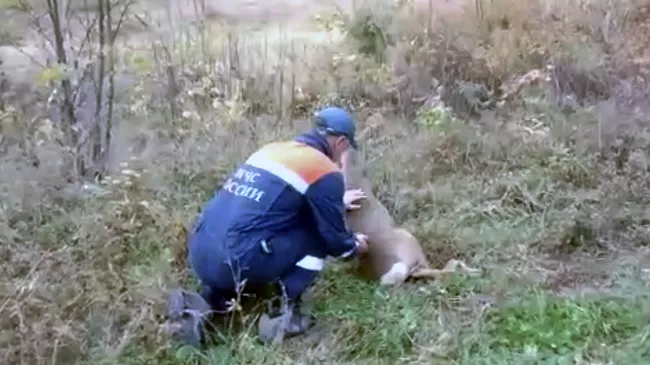 Сотрудники МЧС Приморского края спасли косулю, которая провалилась в канализационный люк. Кадр из видео