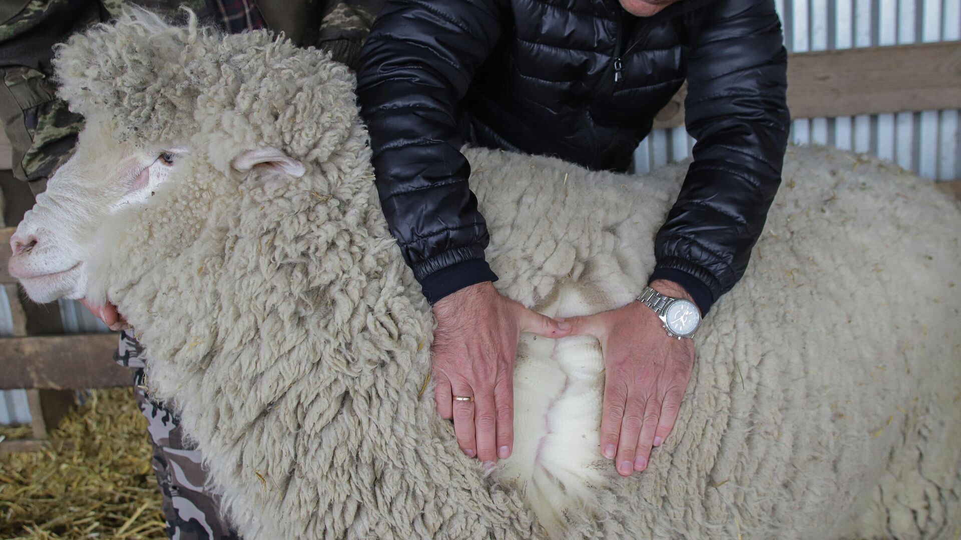 Производство шерсти в Ставропольском крае - РИА Новости, 1920, 17.06.2025