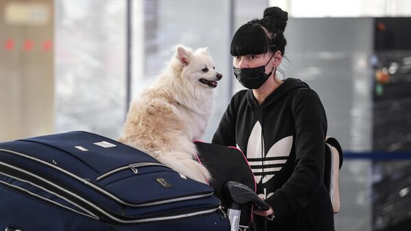 Девушка с собакой в аэропорту Шереметьево в Москве