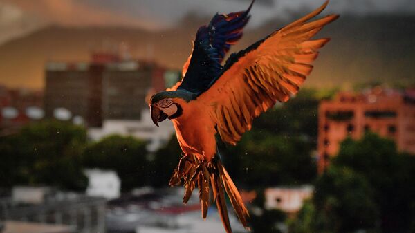 Попугай Ара в Каракасе, Венесуэла 