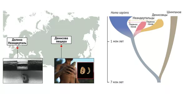 Места находок первых образцов костей неандертальцев и денисовцев, из которых удалось извлечь архаичную ДНК и эволюционное дерево гоминидов, построенное на основе ее анализа