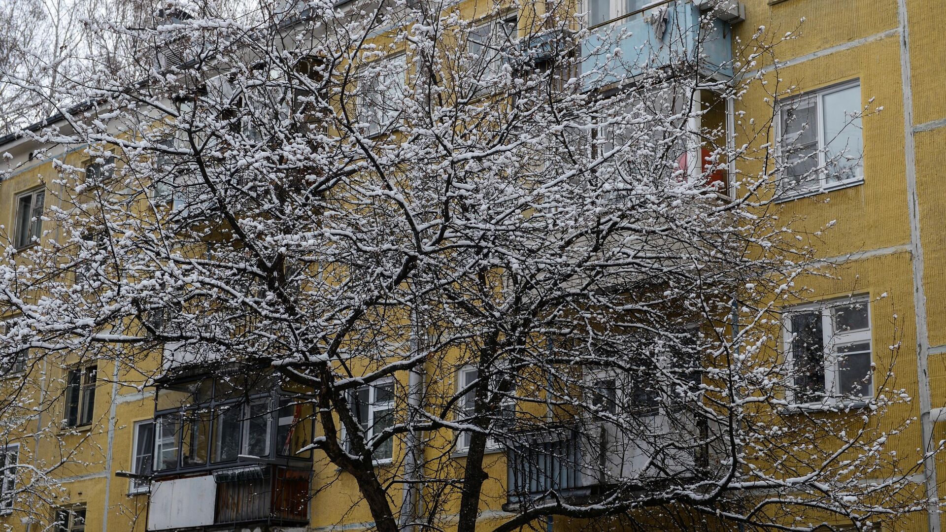 Снег на ветках деревьев - РИА Новости, 1920, 08.02.2023