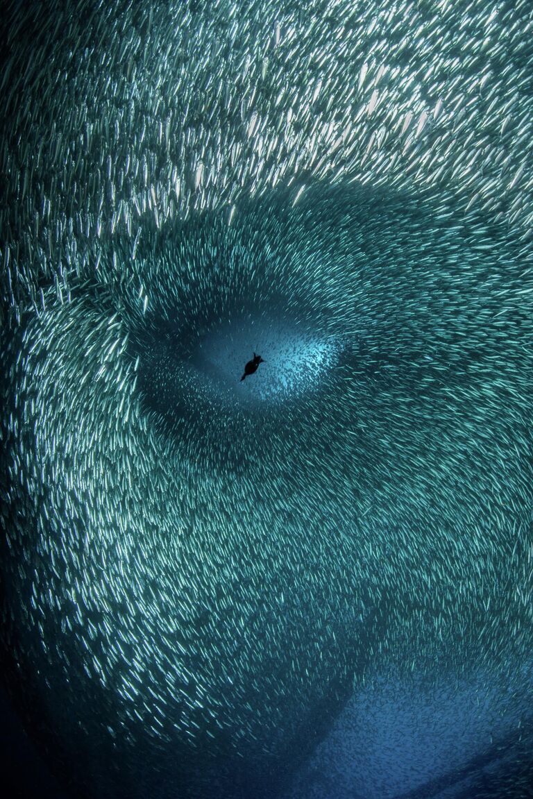 Работа фотографа Brook Peterson, занявшая третье место в фотоконкурсе 2022 Ocean Photographer of the Year