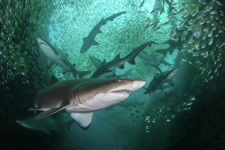 Работа фотографа Nicolas Remy, занявшая первое место в категории Conservation (HOPE) в фотоконкурсе 2022 Ocean Photographer of the Year