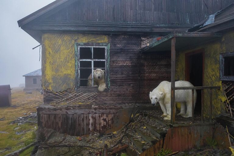 Работа российского фотографа Дмитрия Коха, занявшая третье место в категории Conservation (IMPACT) в фотоконкурсе 2022 Ocean Photographer of the Year