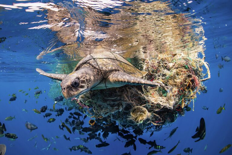 Работа фотографа Simon Lorenz, занявшая первое место в категории Conservation (IMPACT) в фотоконкурсе 2022 Ocean Photographer of the Year