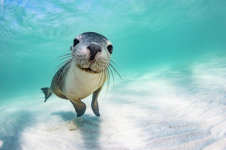 Работа фотографа Brooke Pyke в категории Female Fifty Fathoms Award в фотоконкурсе 2022 Ocean Photographer of the Year