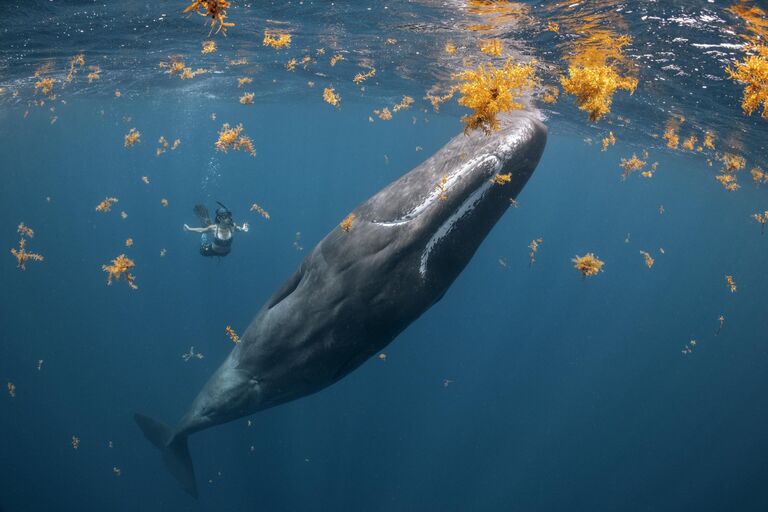 Работа фотографа Steve Woods, занявшая первое место в категории Human Connection в фотоконкурсе 2022 Ocean Photographer of the Year