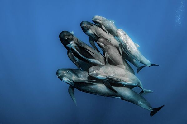 Работа фотографа Rafael Fernandez Caballero, занявшая первое место в категории Wildlife в фотоконкурсе 2022 Ocean Photographer of the Year