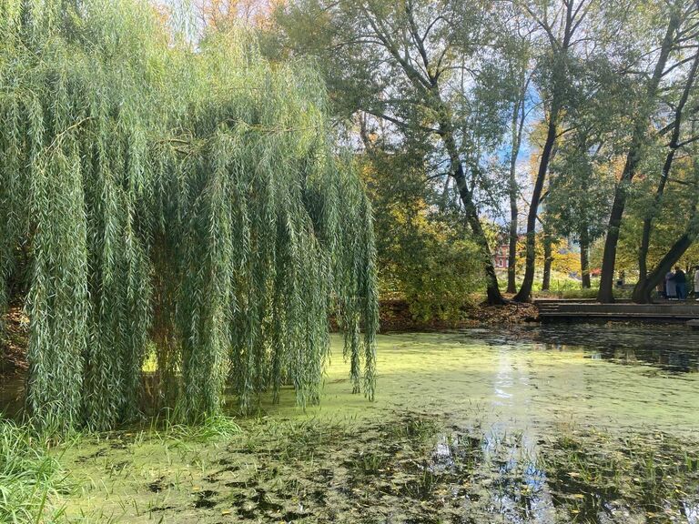 Проект RENATURE. Вернем природу в город