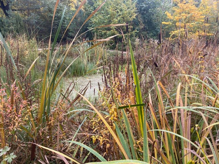 Проект RENATURE. Вернем природу в город