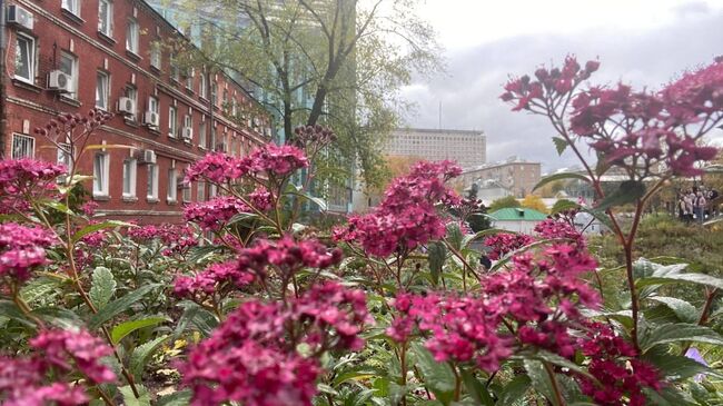 Проект RENATURE. Вернем природу в город