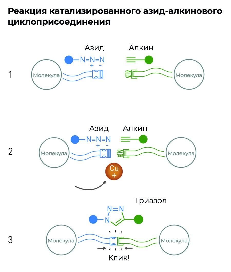 Азид-алкиновое соединение с образованием циклических триазолов протекает по принципу клик-реакции в присутствии ионов меди - РИА Новости, 1920, 06.10.2022