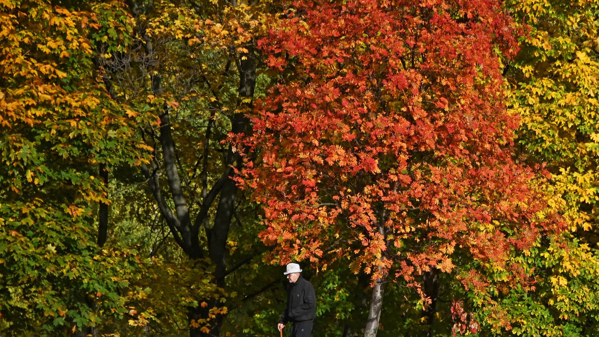 Мужчина прогуливается в парке на Ленинском проспекте в Москве - РИА Новости, 1920, 06.10.2023