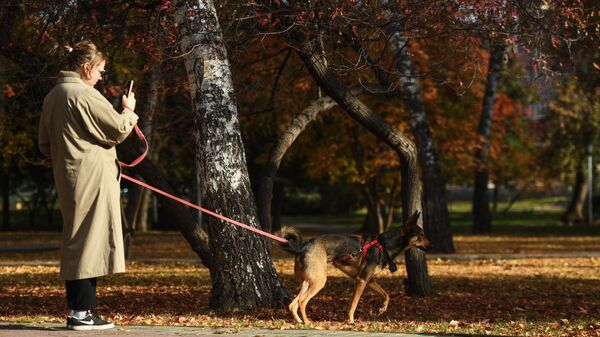 Девушка выгуливает собаку в Нарымском сквере Новосибирска