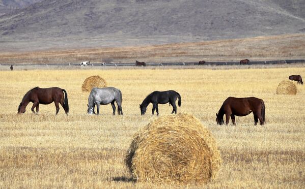 Лошади пасутся в поле в Пий-Хемском кожууне Республики Тыва