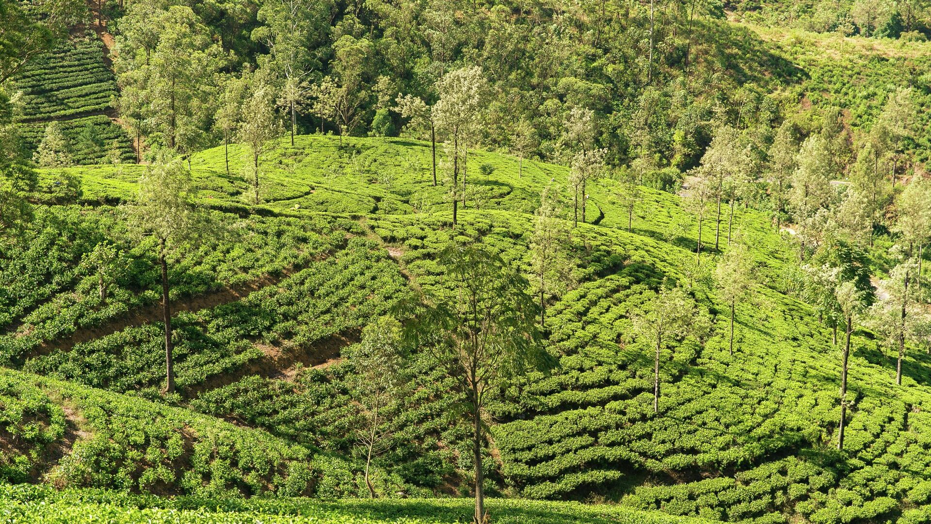 Чайная плантация в округе Нувара-Элия, Шри-Ланка - РИА Новости, 1920, 02.04.2023