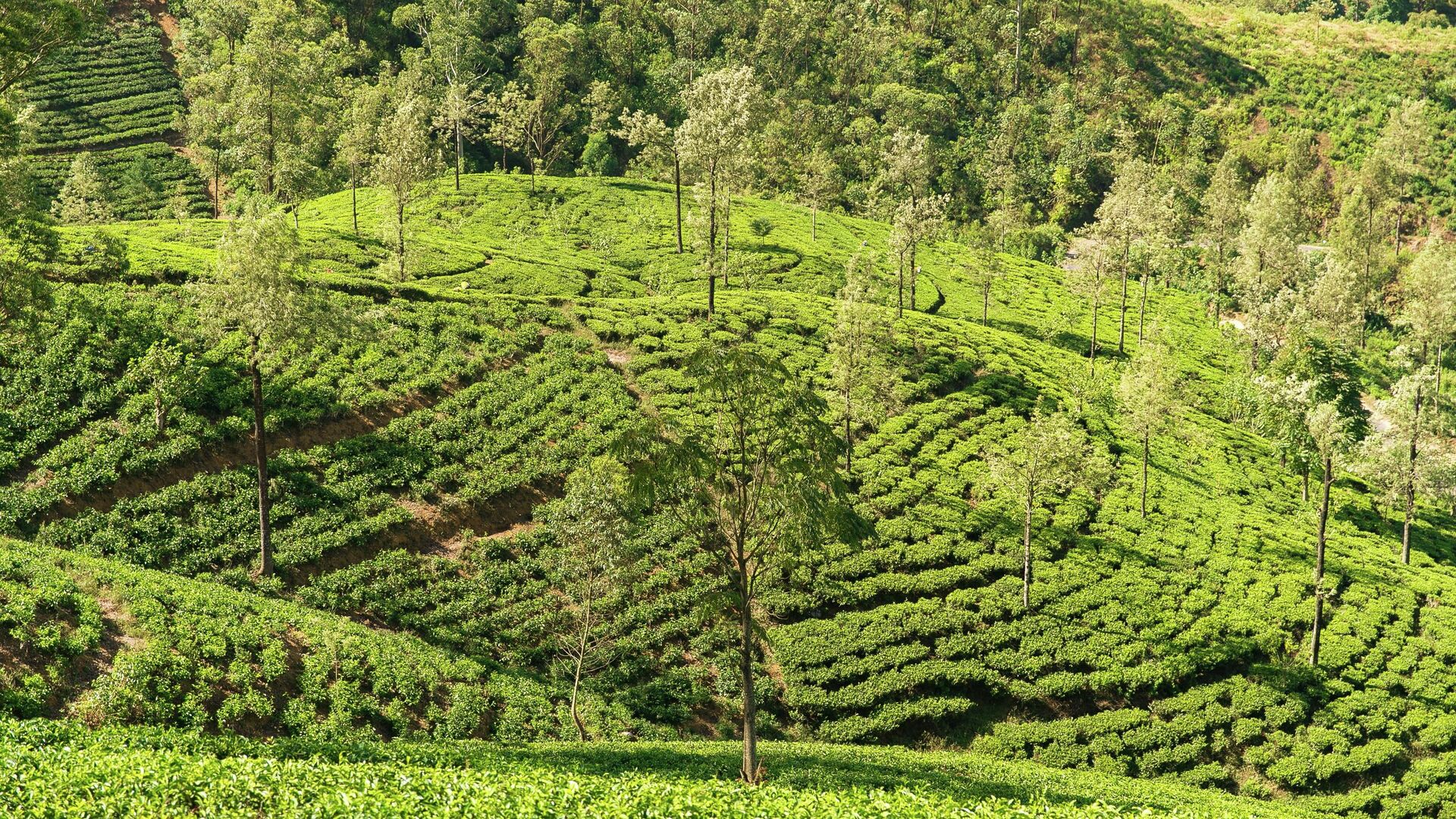 Чайная плантация в округе Нувара-Элия, Шри-Ланка - РИА Новости, 1920, 02.04.2023