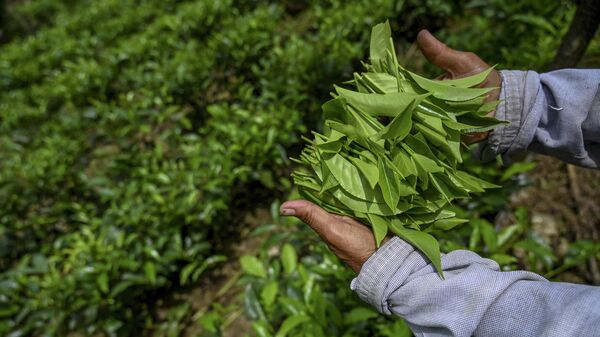 Cборщик чая работает на плантации в Ратнапура, Шри-Ланка