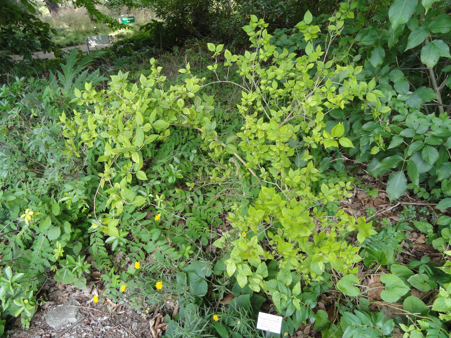 Вейгела пестролистная (Weigela variegata)