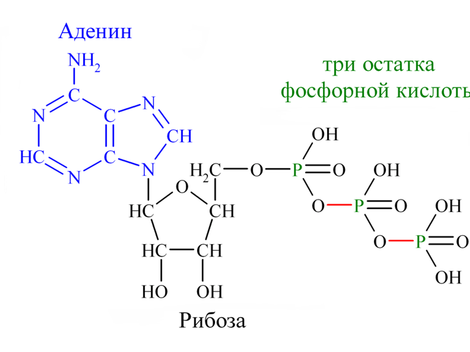 Основа жизни. Раскрыт секрет универсального источника энергии - РИА  Новости, 01.11.2022