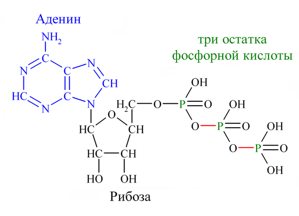 Милая несложная цитологическая мелочь